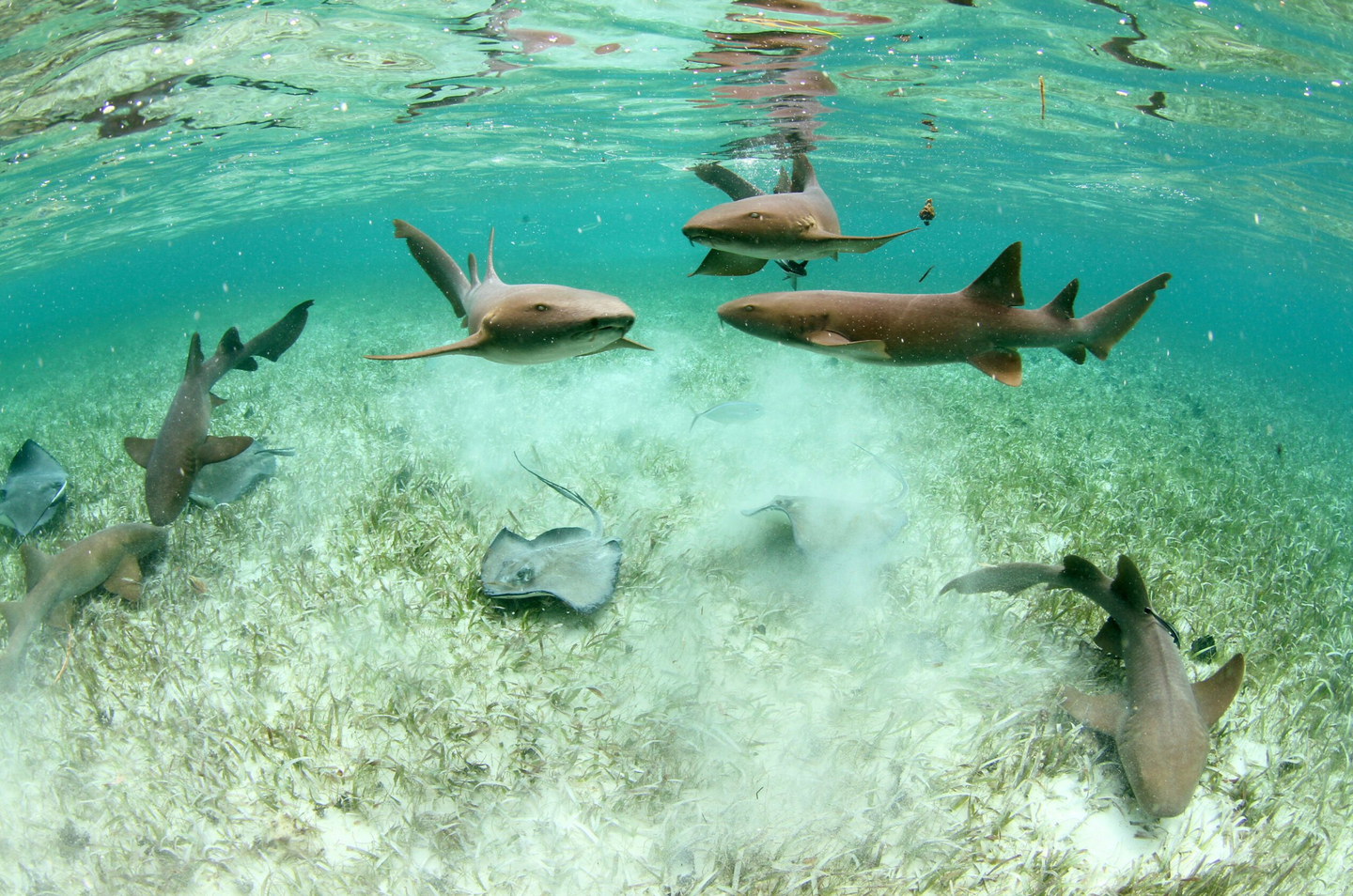 Ambergris Caye, Belize Expedition