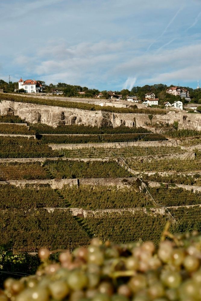Alentejo Premium Wine 5-Day Gravel Tour