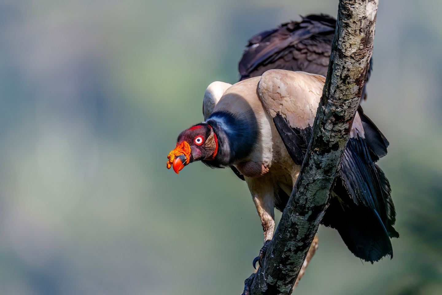10 Day Manu National Park Photography Tour - $625 DEPOSIT!