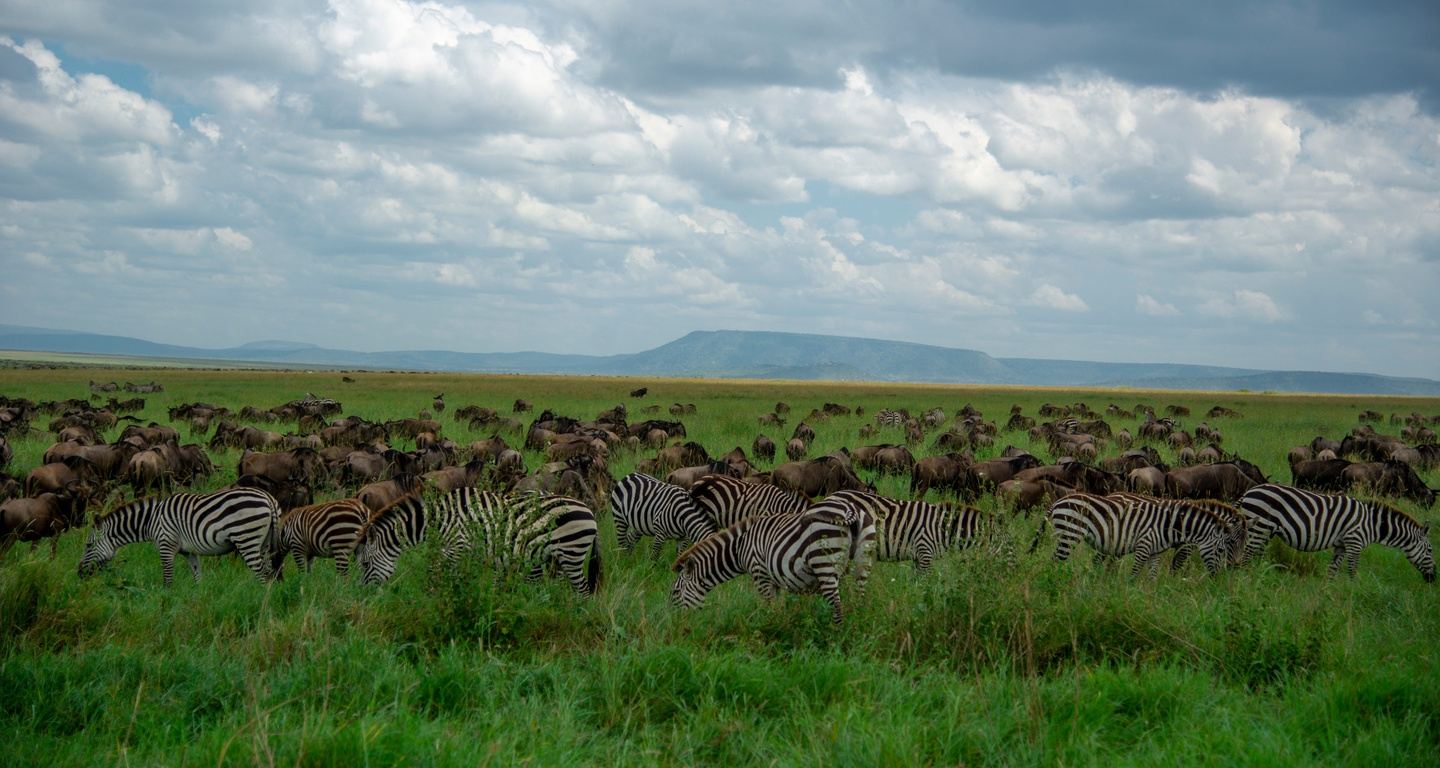 10 Days African Safari Melinda Sept 2026