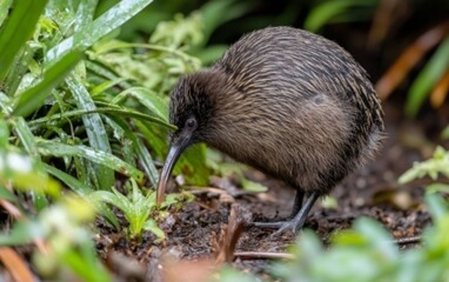 New Zealand's Endemics to Pelagics: Birding Aotearoa