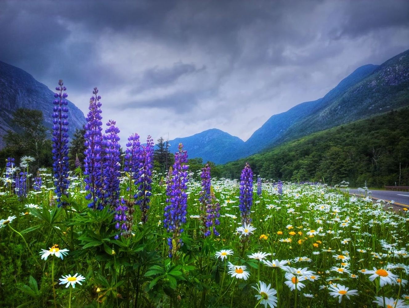 Purple Lupines/Moose Tour