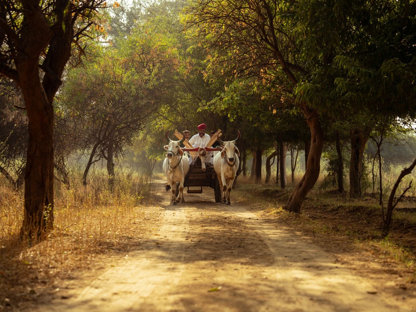Women’s Wisdom | Deepening Into Stillness  | India 2026