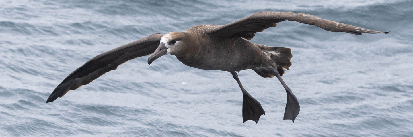 California: Central Coast Specialties & Seabirds