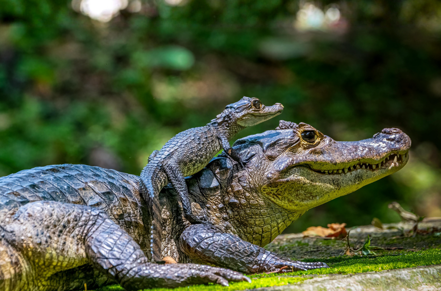 Baby Alligator Hatching  & Animal Encounter Adventure