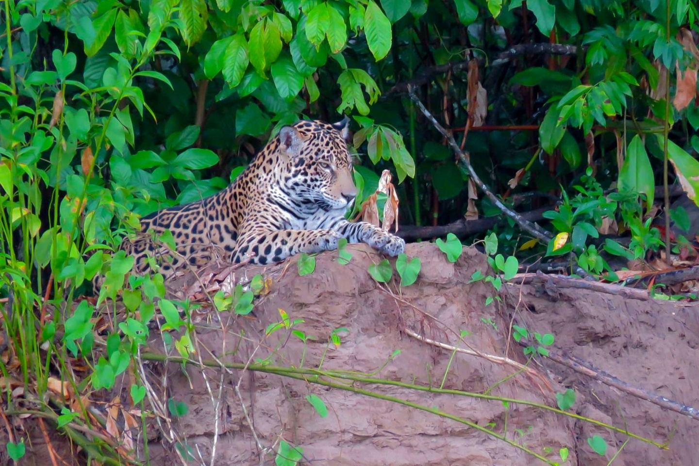 6 Day Manu Park Reserved Zone Tour - $238 DEPOSIT ($950 Full price)