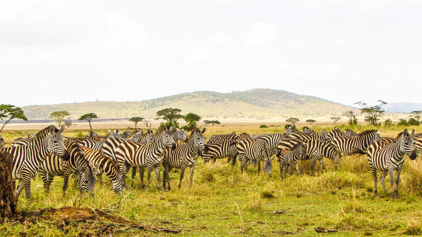 The Great Migration: Kenya & Tanzania