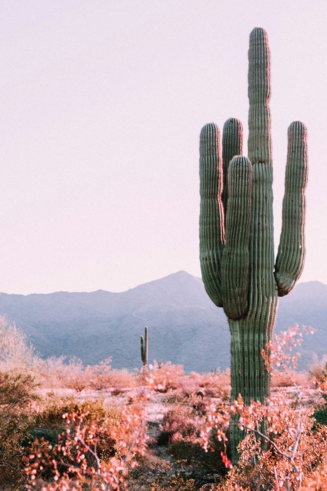 Follow your Light in New Mexico