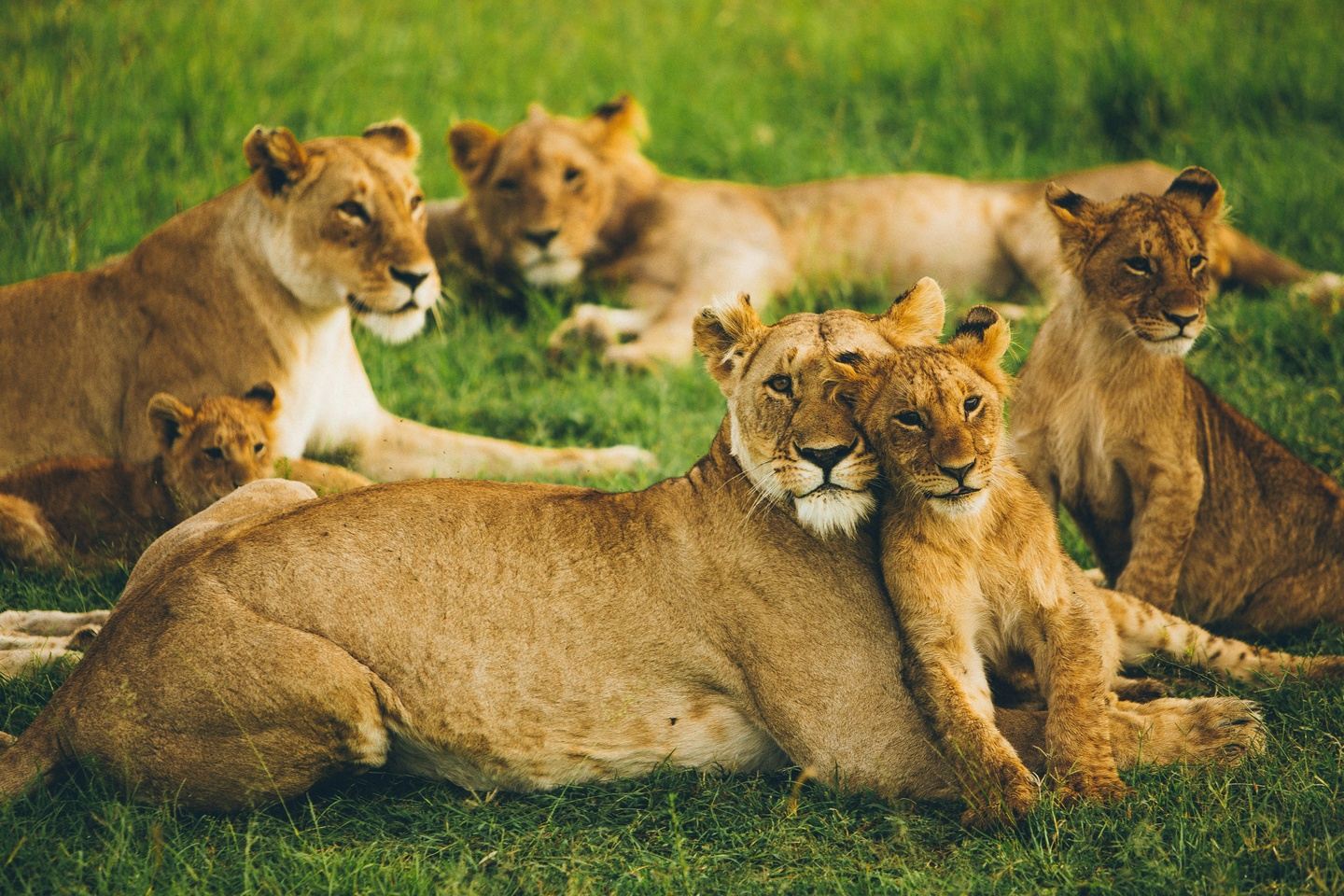 Into the Wild: A Classic Kenya Safari