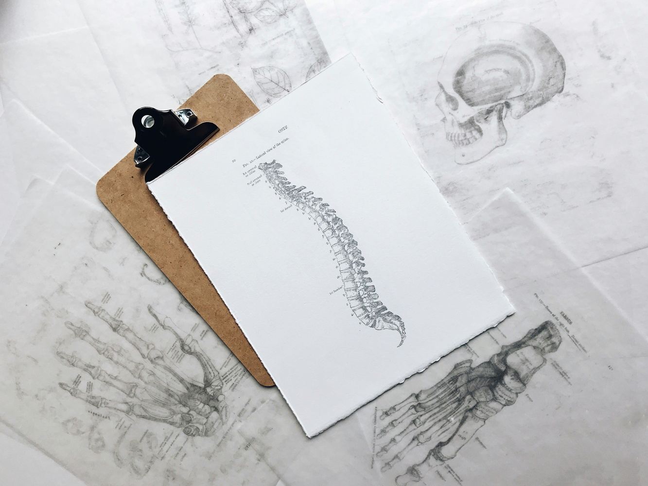 Webinar Series: July 2026: Maxilla - Vomer - Zygomae