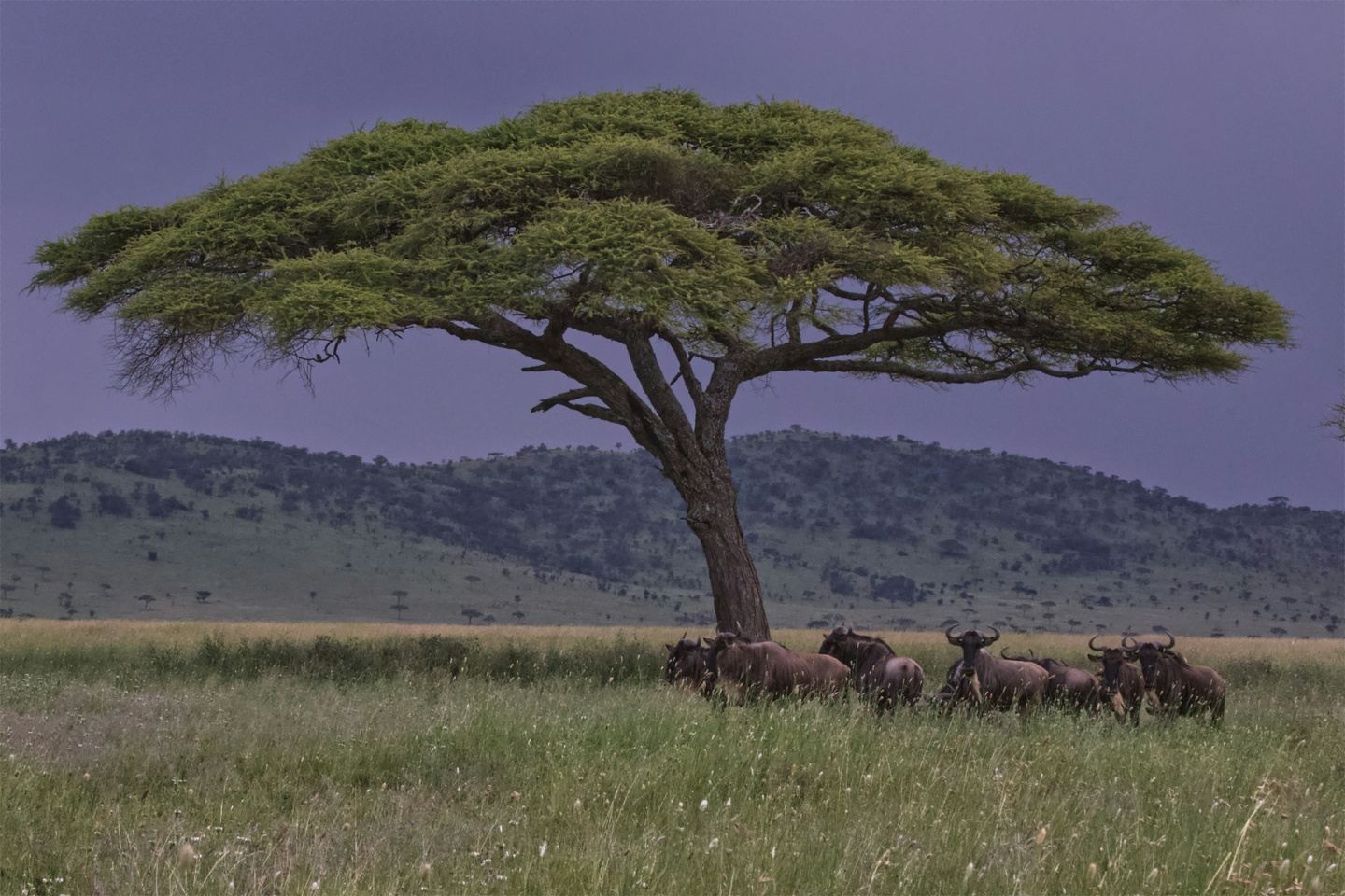 7 Days - Serengeti Wildebeest Migration Safari