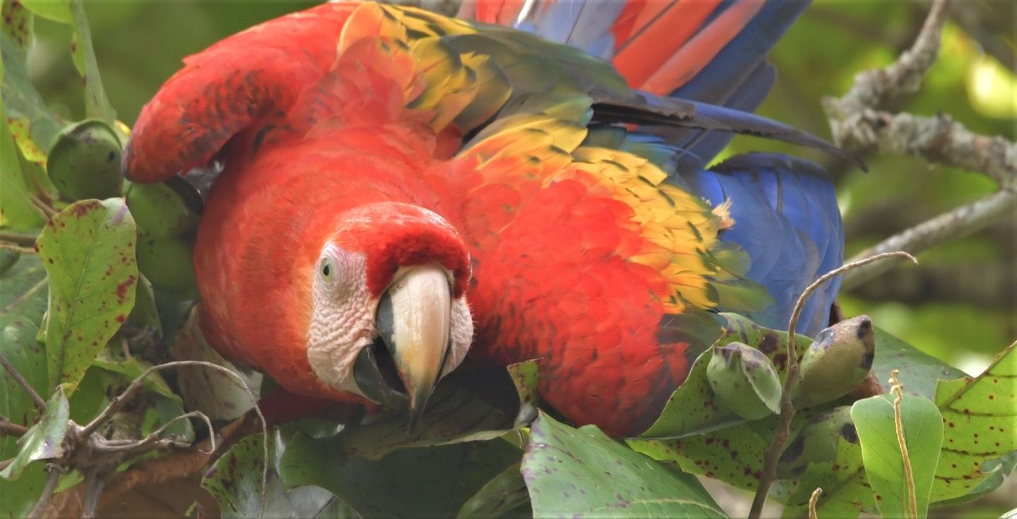 Costa Rica Beyond The Classic with Wild Birds Unlimited