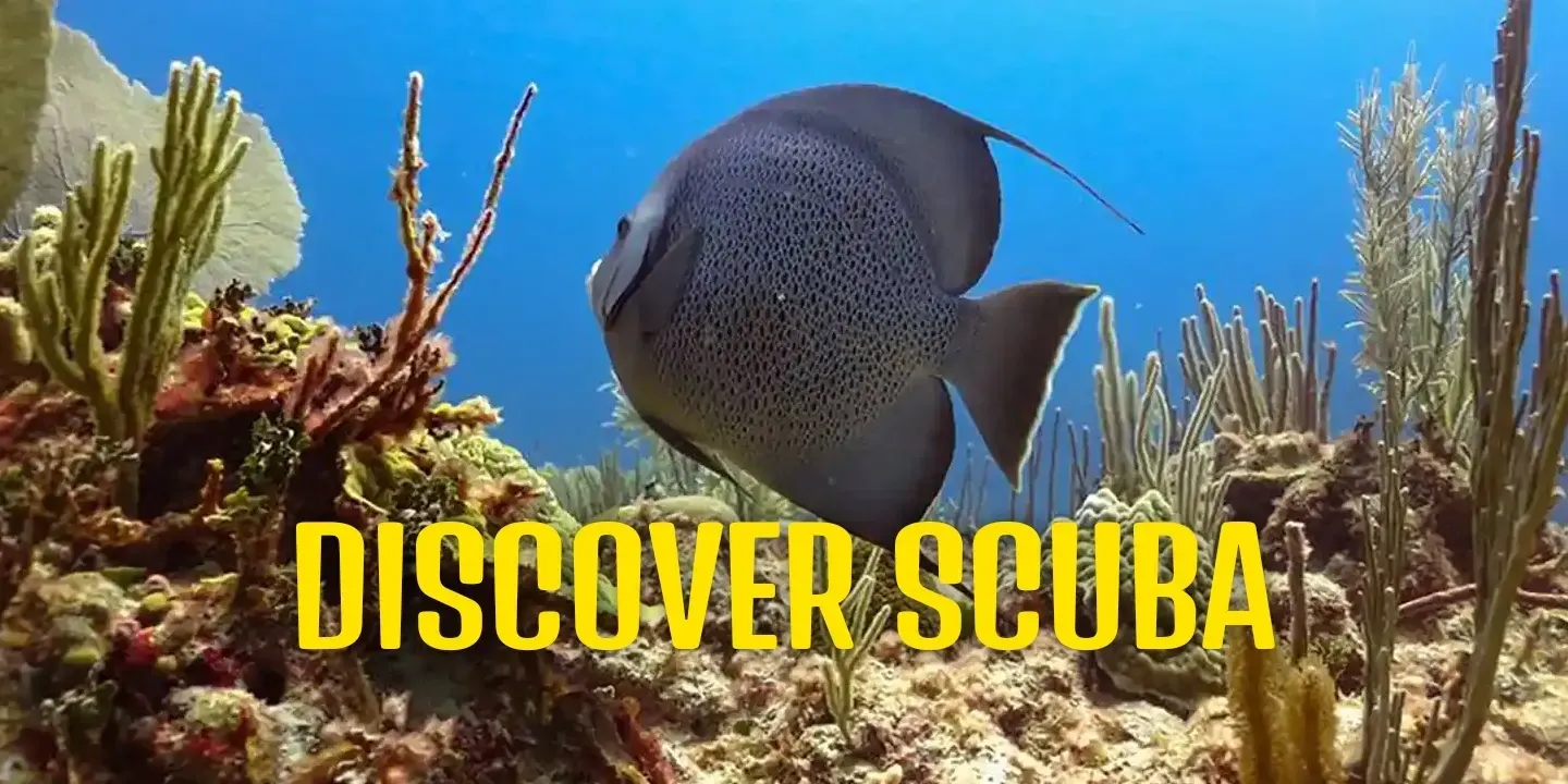 Pasku Dive - Discover Scuba