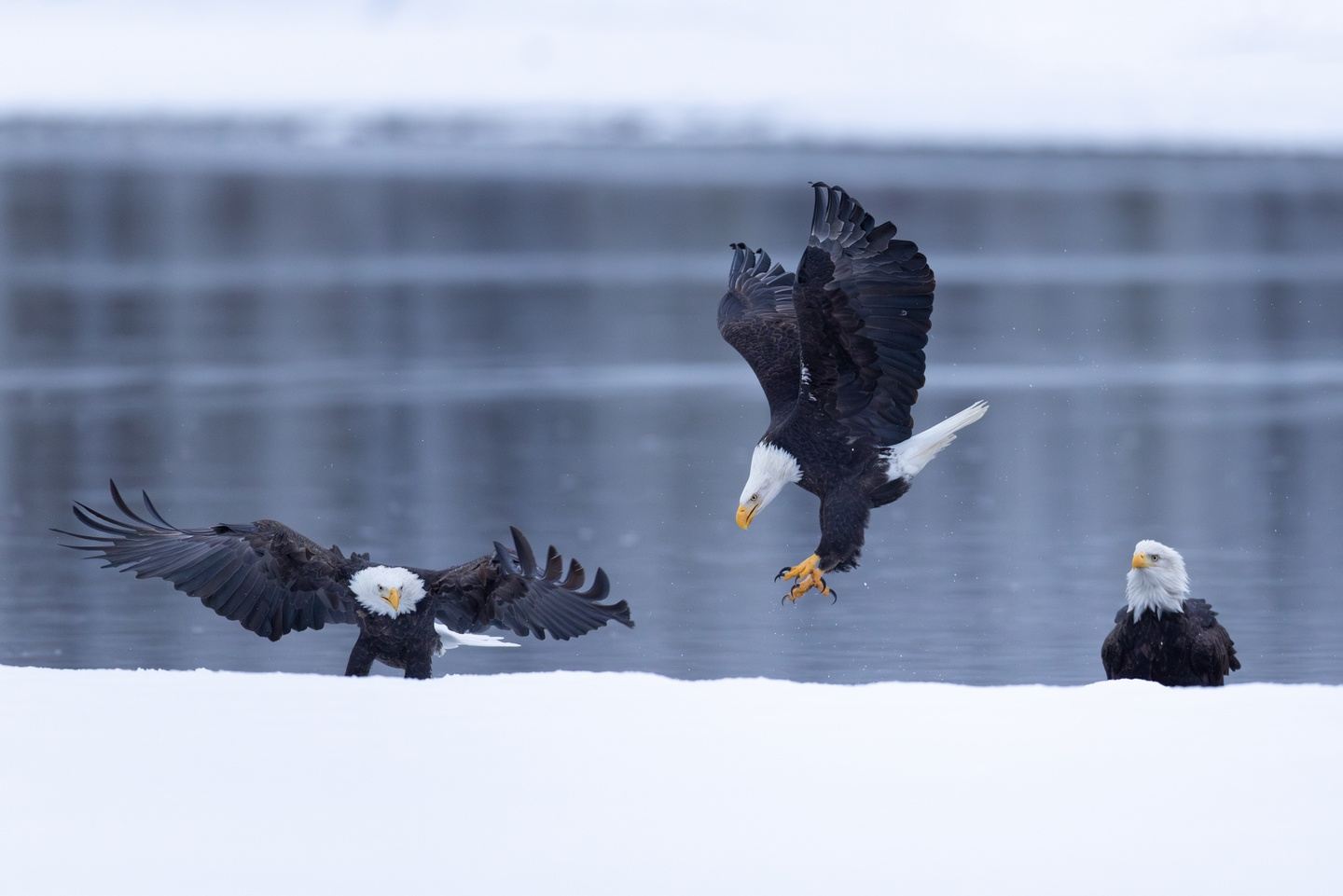 Bald Eagle Workshop