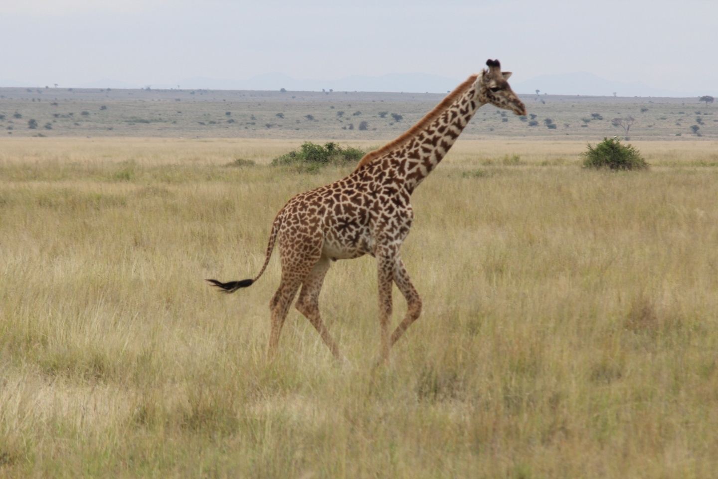 Kenya Discovery: 13 Days of Wonder