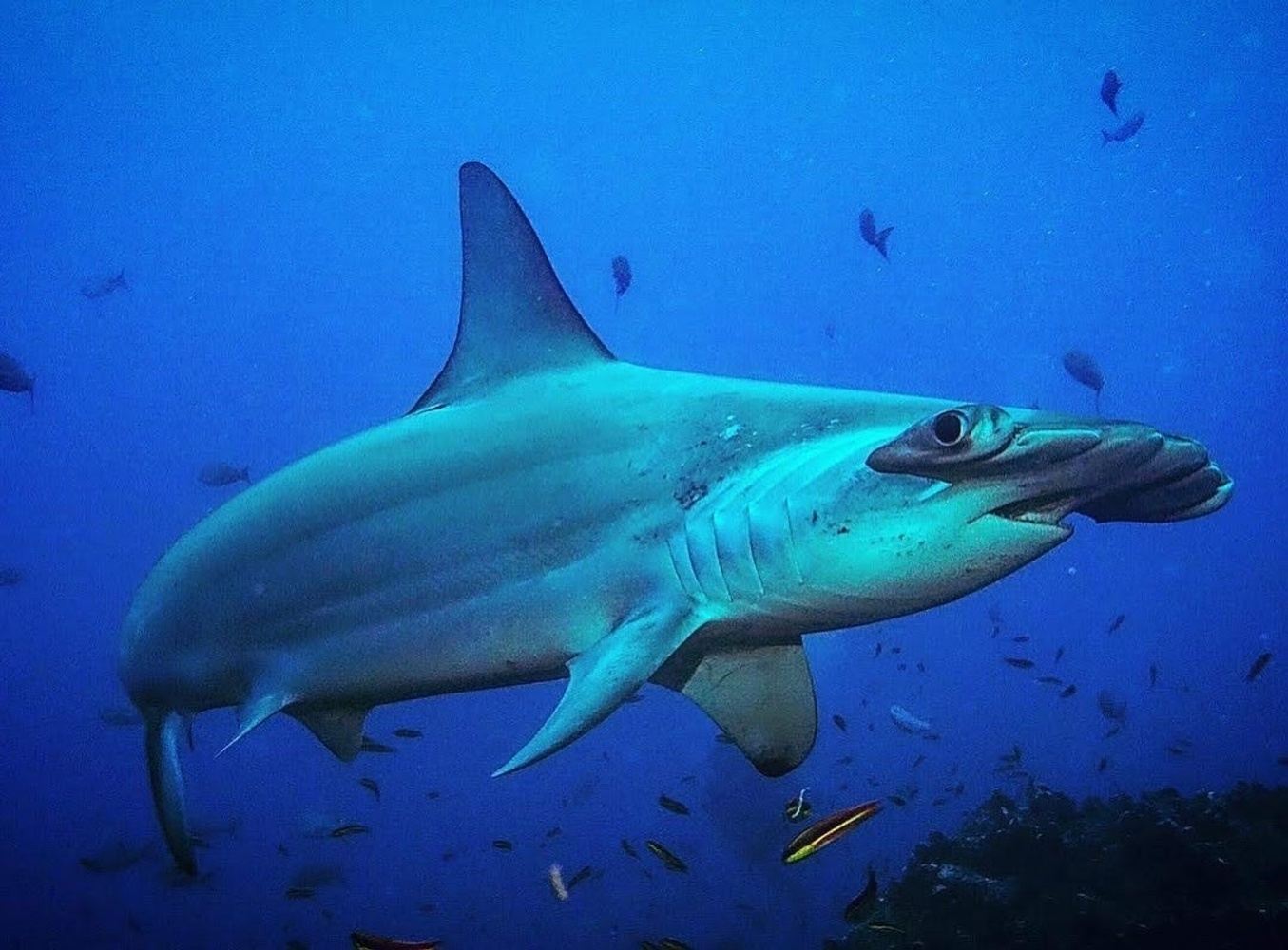 Punta pitt and Kicker rock