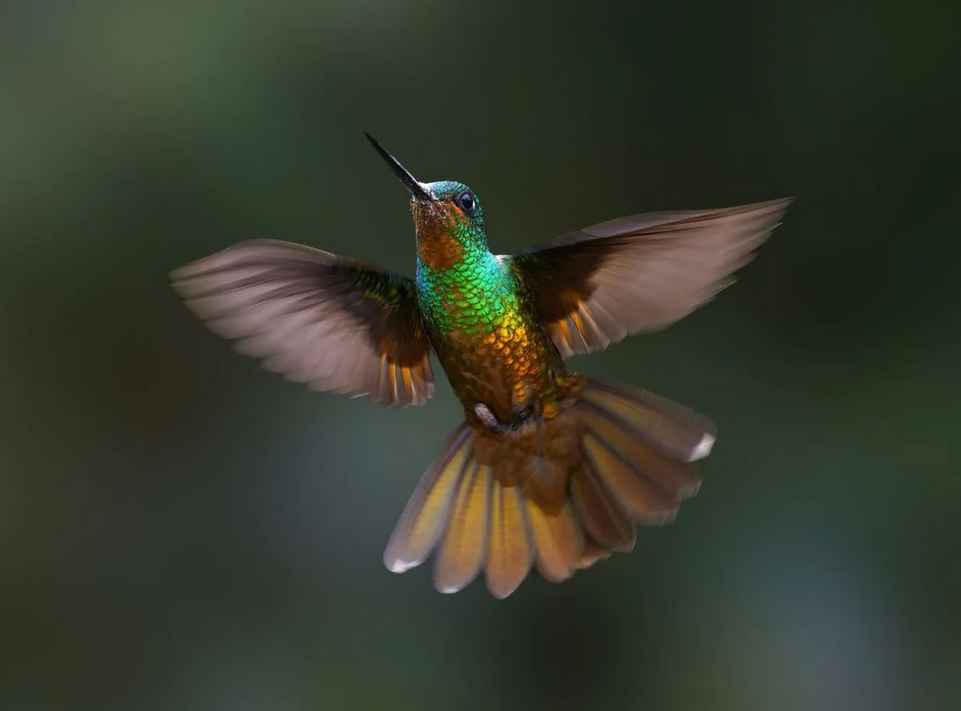 Dazzling Birds