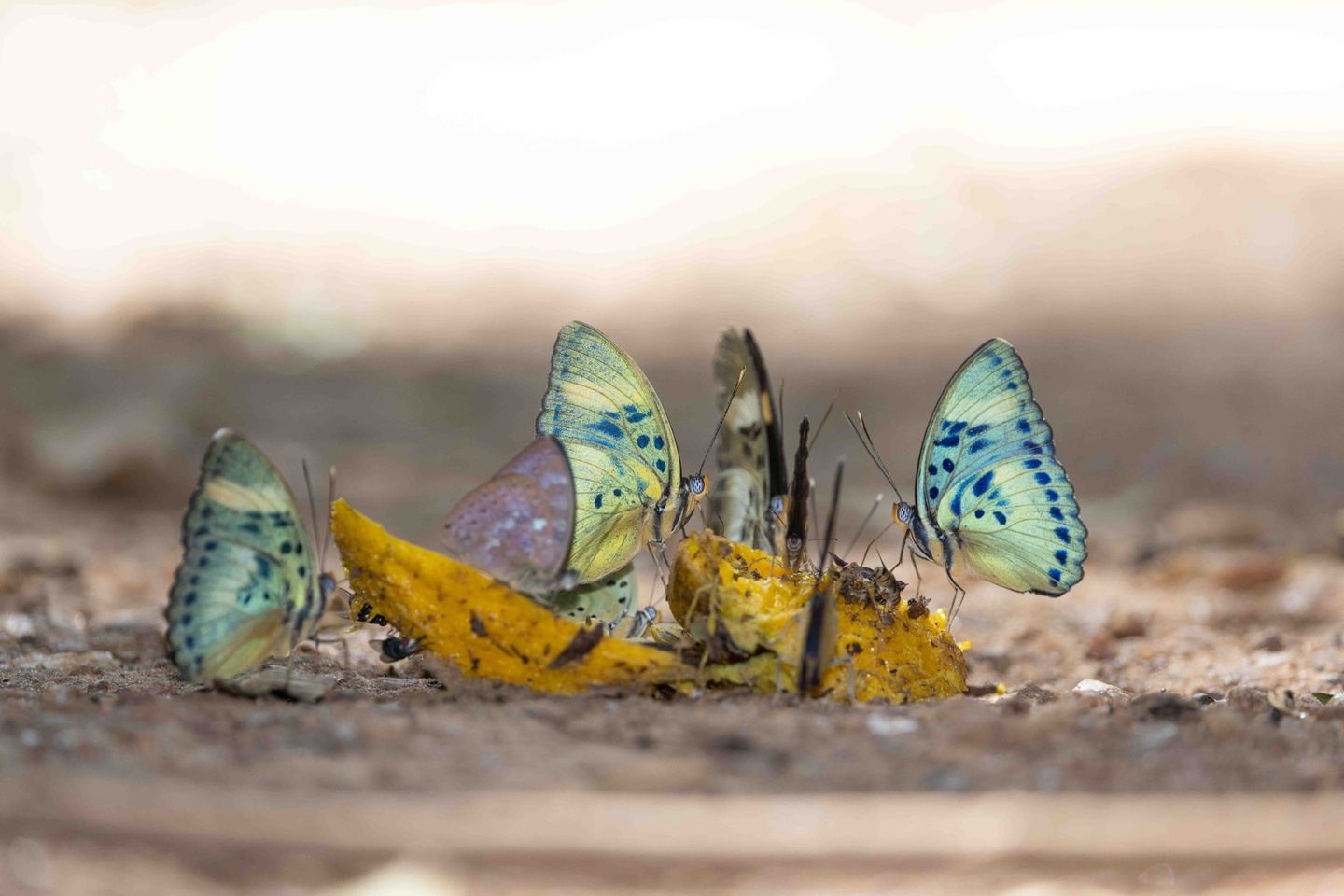 Ghana Butterfly Expedition 2027