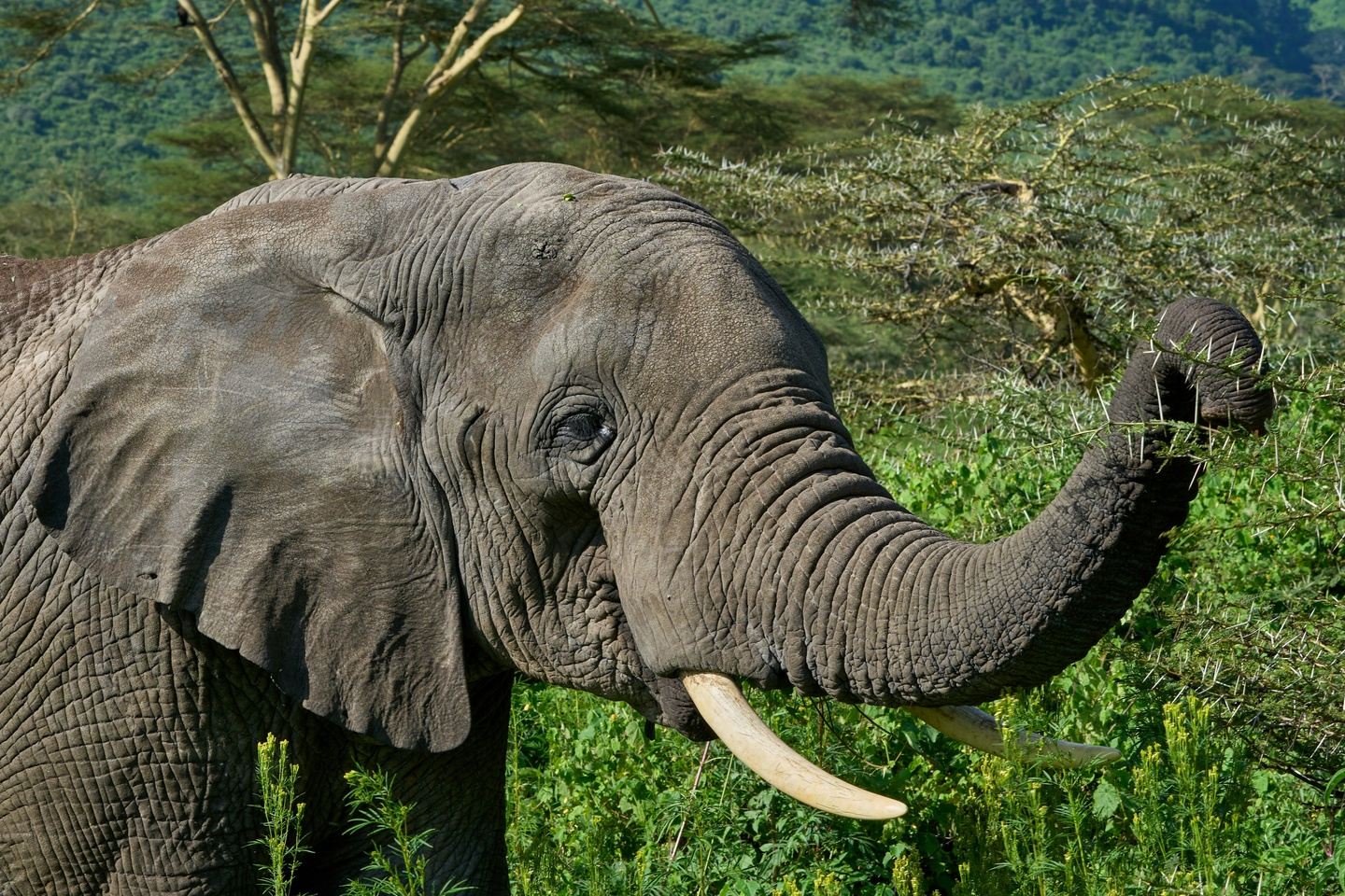 7 Days Kenya Tanzania Group Joining Safari