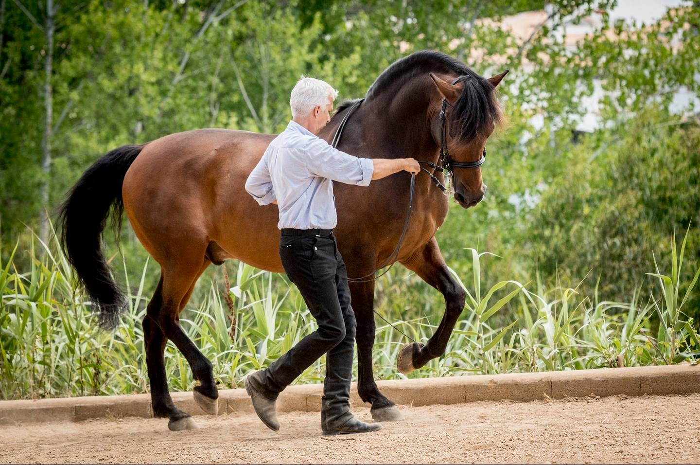 11 -16 March 2026  Classical Spring Immersion - In Hand & Ridden: