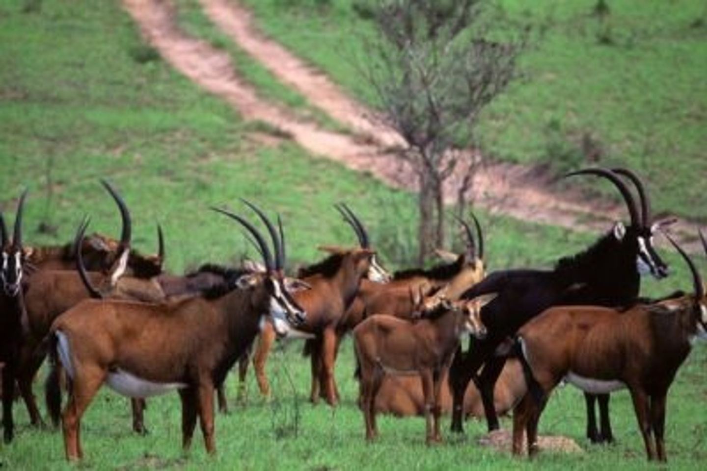 SHIMBA HILLS DAY TOUR FROM MOMBASA/DIANI