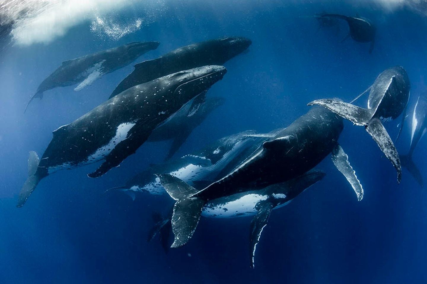 Swimming with Gentle Giants - Tour 2: Humpbacks in the Blue