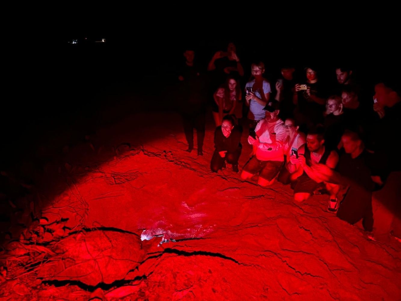 After Dark Turtles Experience (minimum 2 participants per experience)