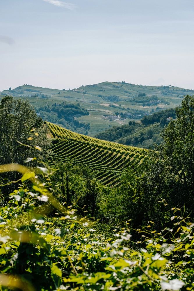 Barolo Wine Region Hiking April 2027