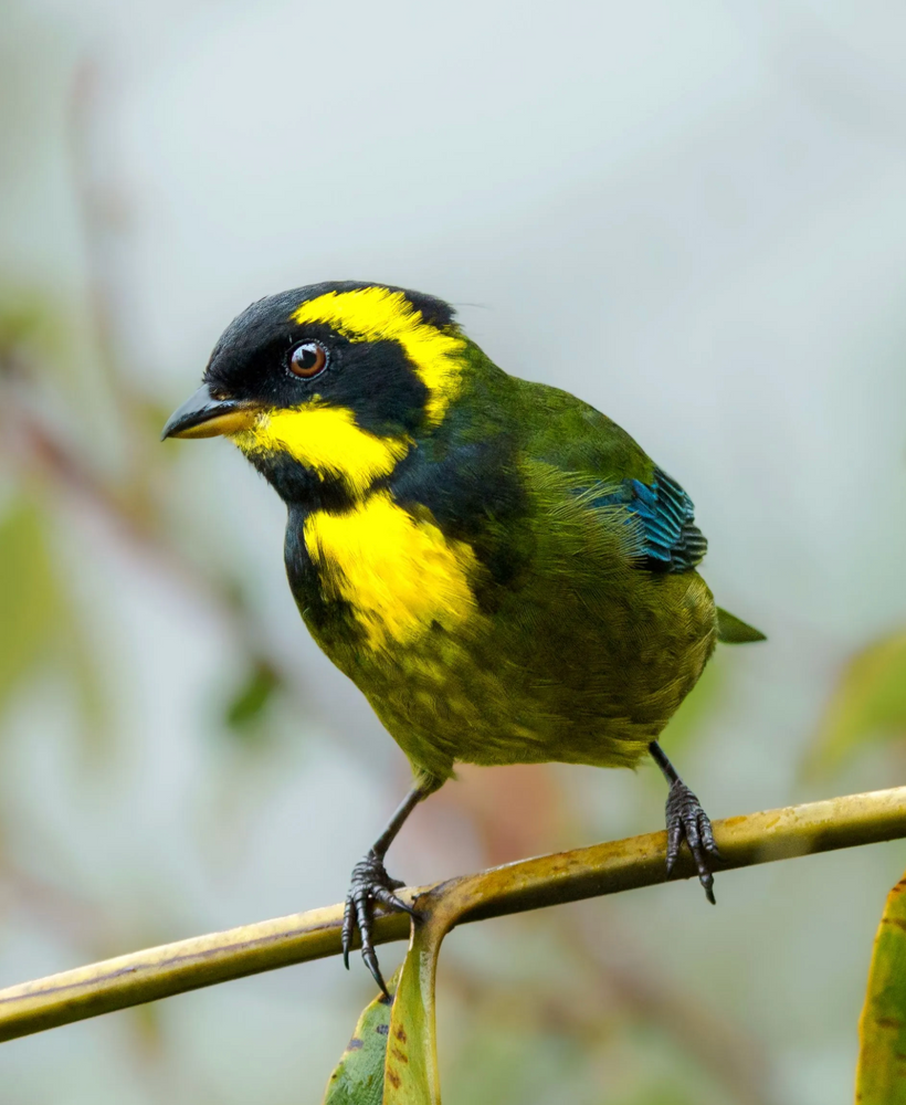 Emblematic Birds