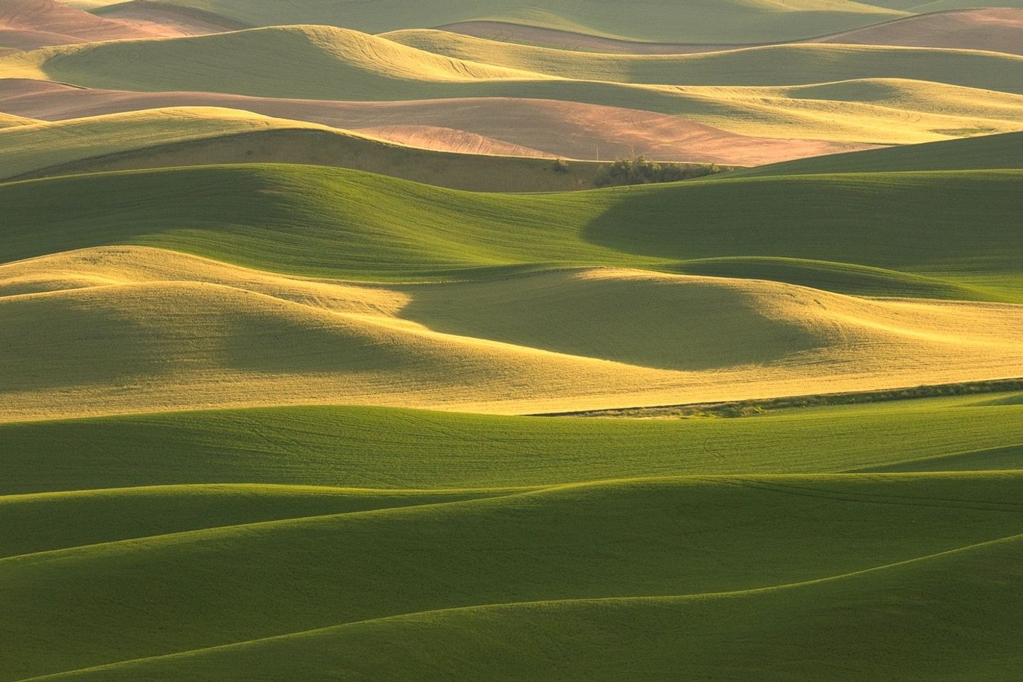 Paradise in the Palouse