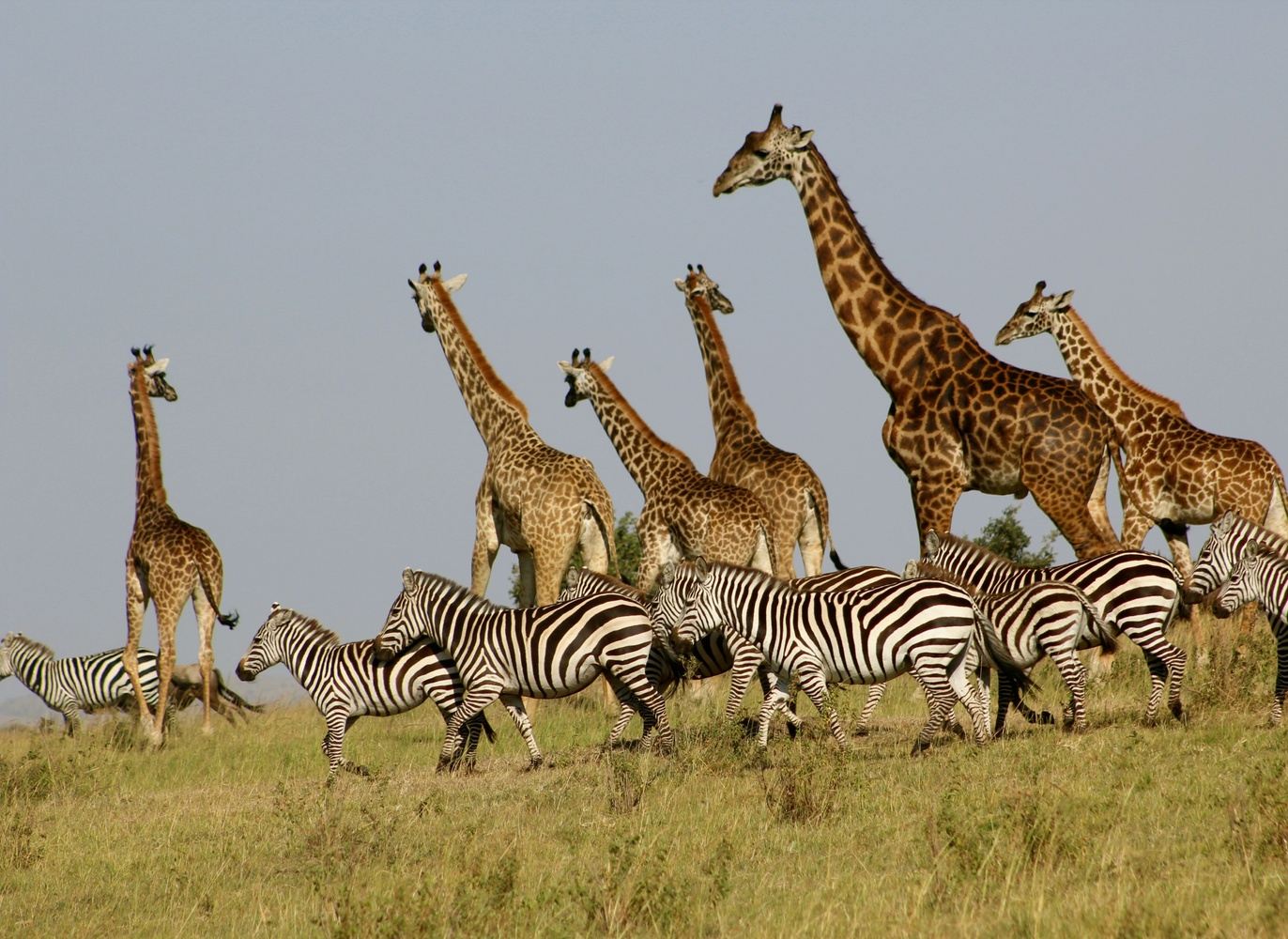 3 Day Maasai Mara Get-Away