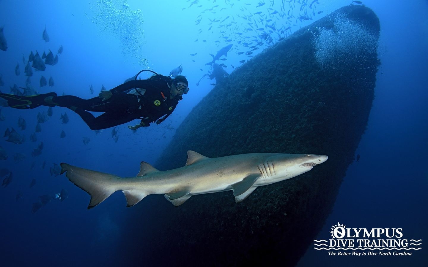 Sharks, Subs, & Shipwrecks!
