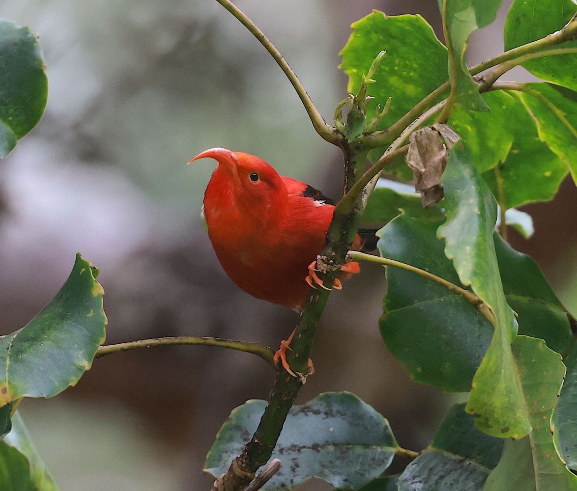 Birding Hawaii: Exploring Hawaii's Parks: February 2026