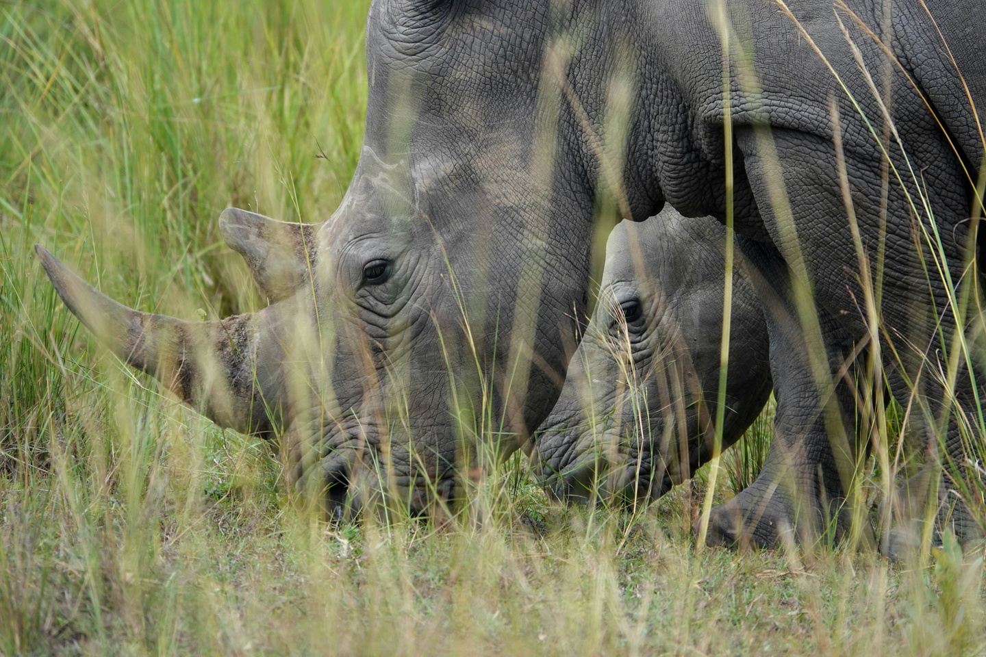8-day Rhino Sanctuary Volunteering & Murchison Falls Safari