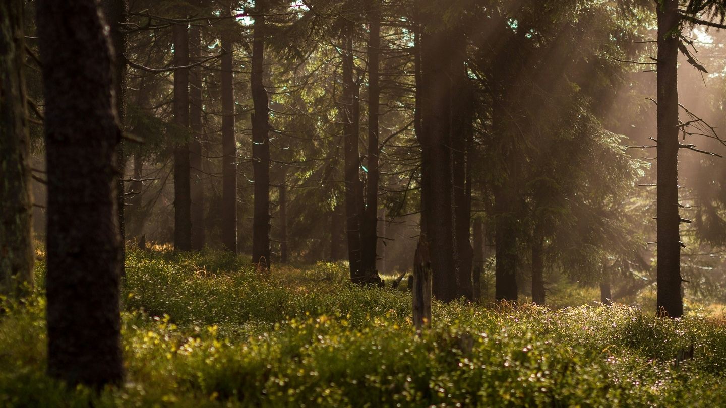 Guided Forest Therapy Walk at Grant Park - Saturday Oct. 4th 10am-12pm