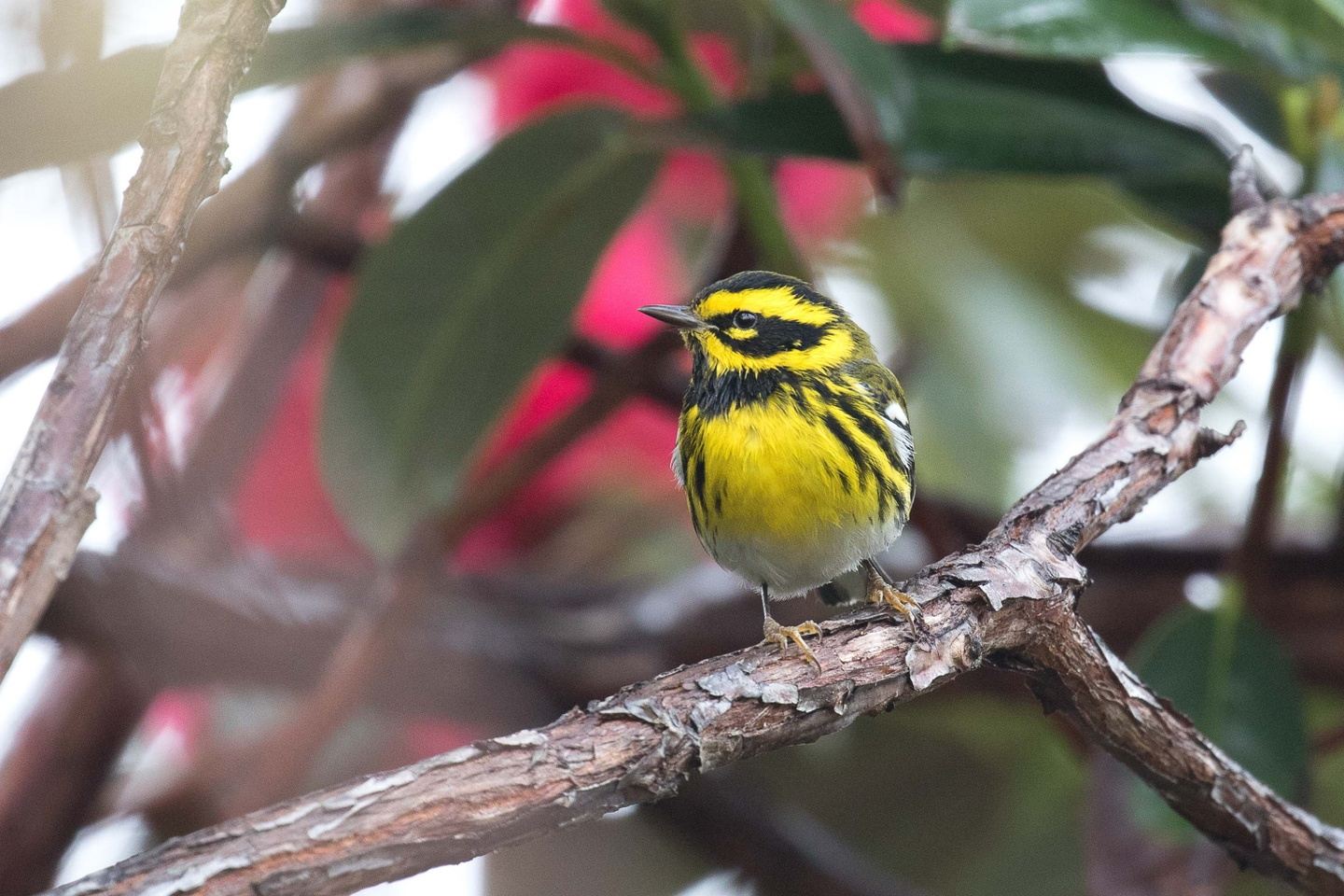 Evergreen Birding in the Pacific Northwest
