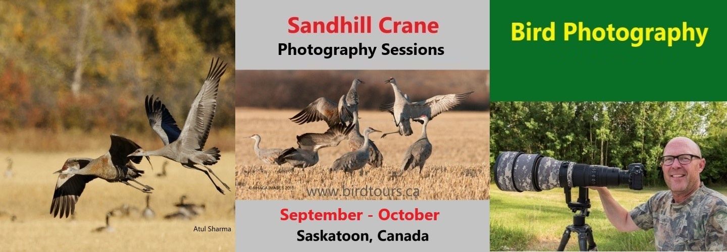 Sandhill Crane Sunrise Photography Session #BirdPhotography