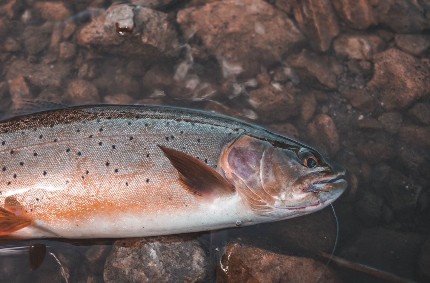 Walk & Wade Fly Fishing | Star Valley, WY