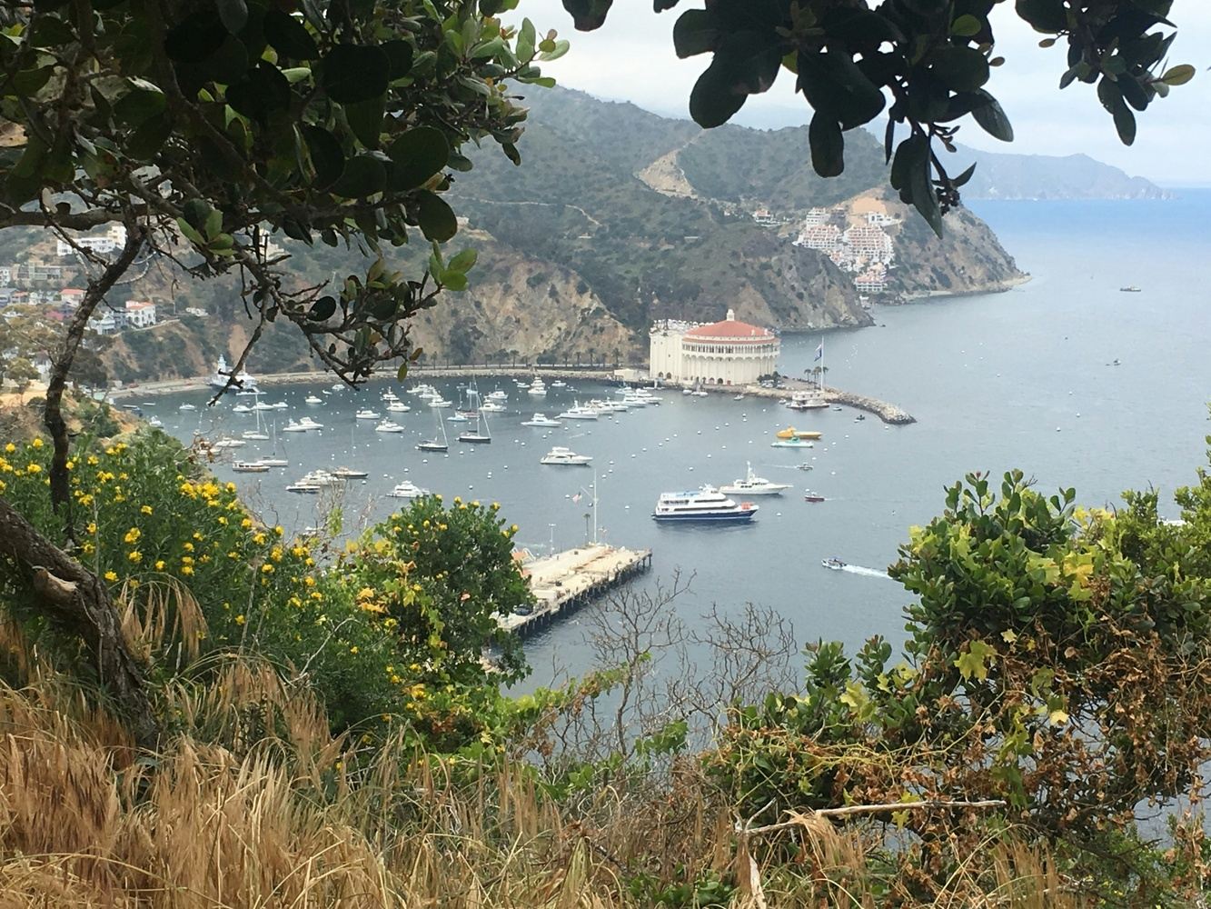 Catalina Island Scuba & Freediving Adventure