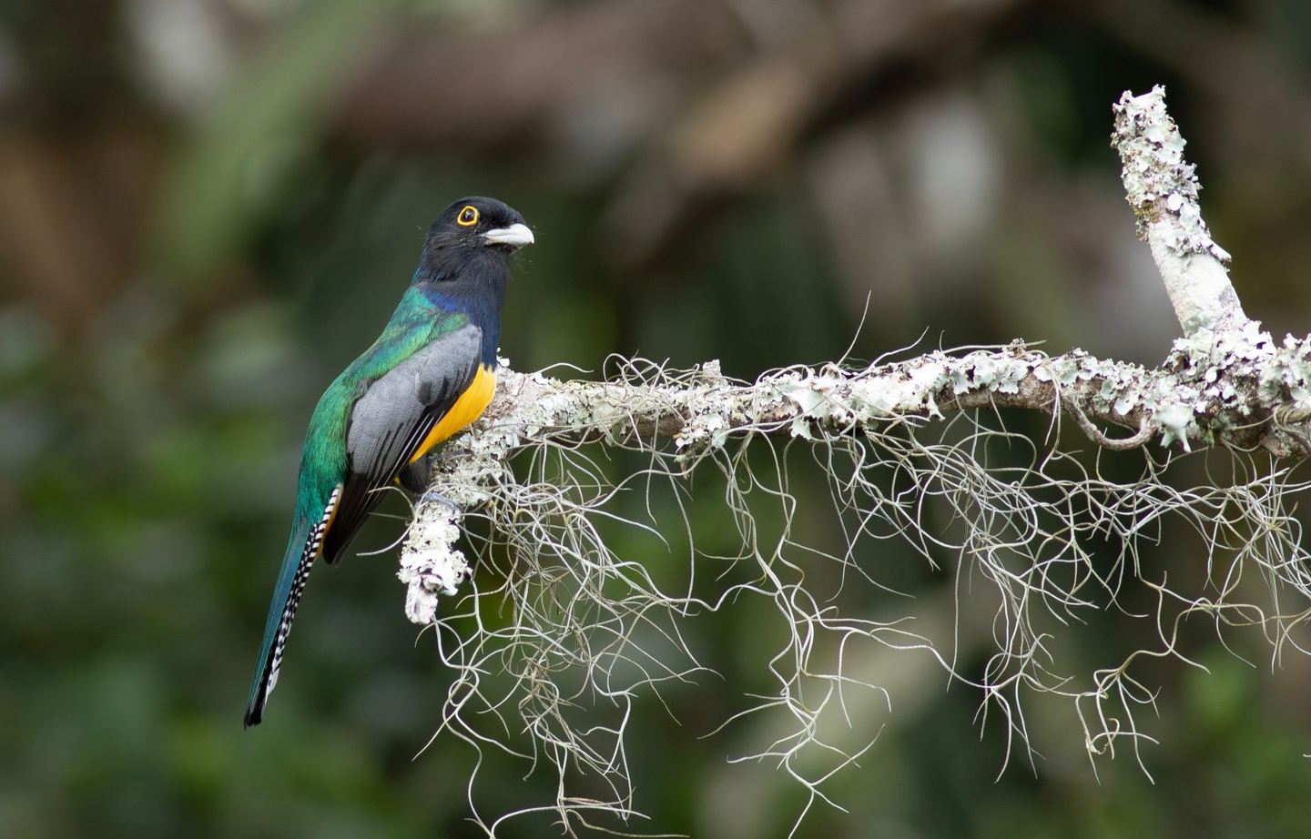 San Cayetano Birding day Trip