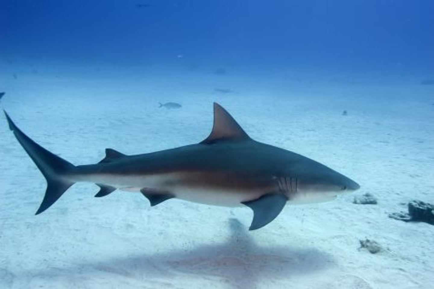 Buceo con Tiburones Toro