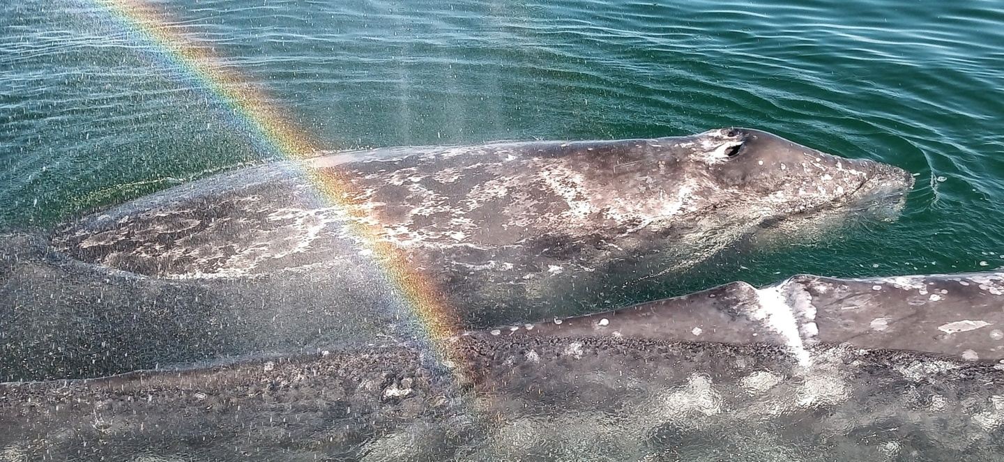 (D)Whale Magic Tours   2 NIGHT HOTEL PACKAGE   Double Occupancy