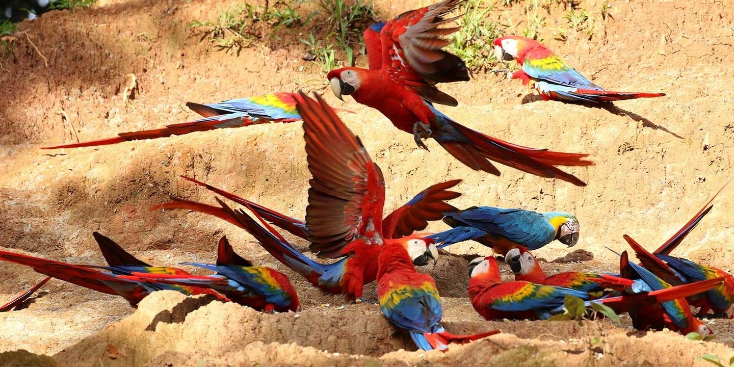 Photographic Tour in the Peruvian Amazon -Manu 5 Days / 4 Nights