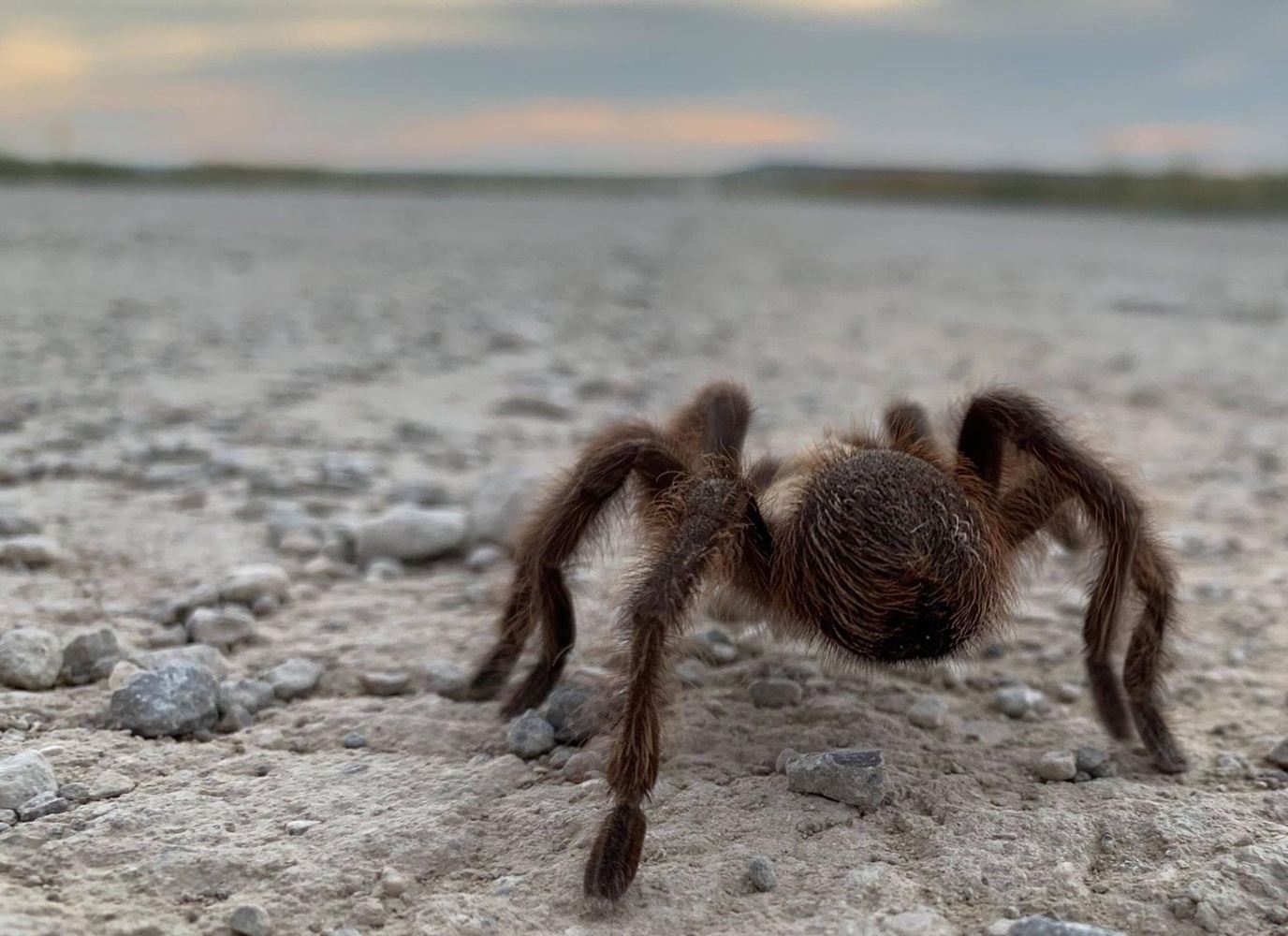 Southeast Colorado Wildlife Weekend: Fall Migration & Tarantulas