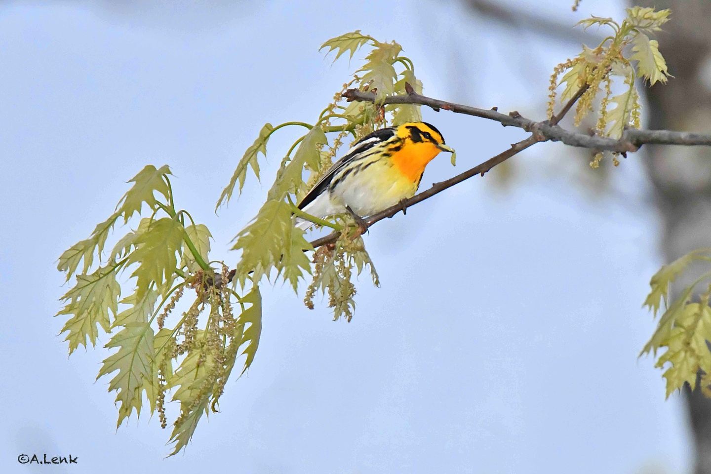 Spring Warbler Workshop at Max Patch