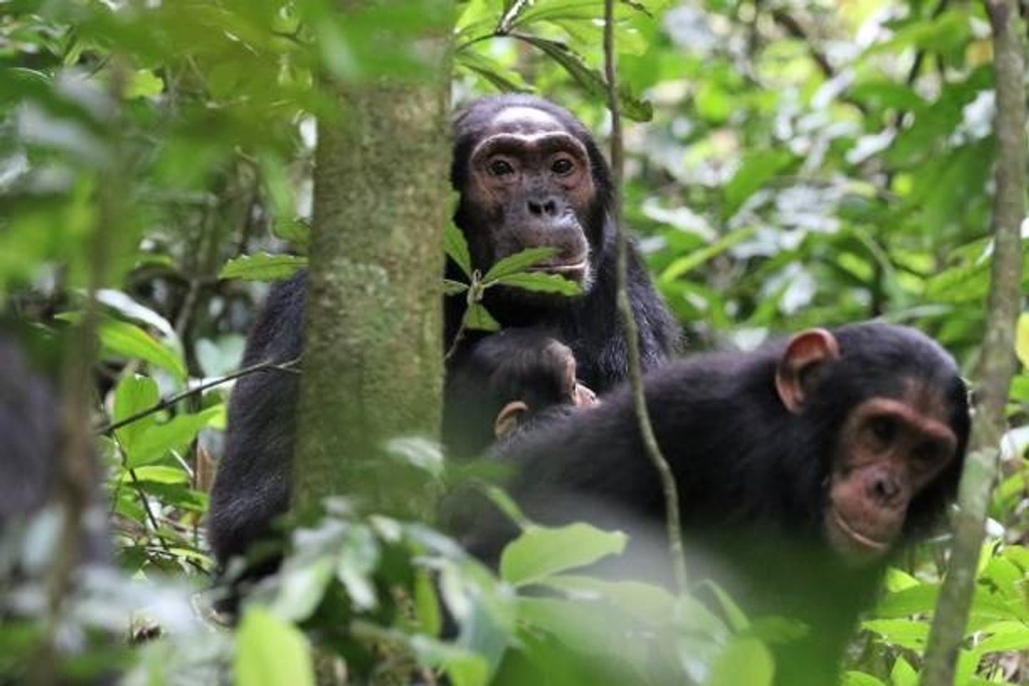 6-Day Kyambura Gorge Primate Safari and Nature Walk