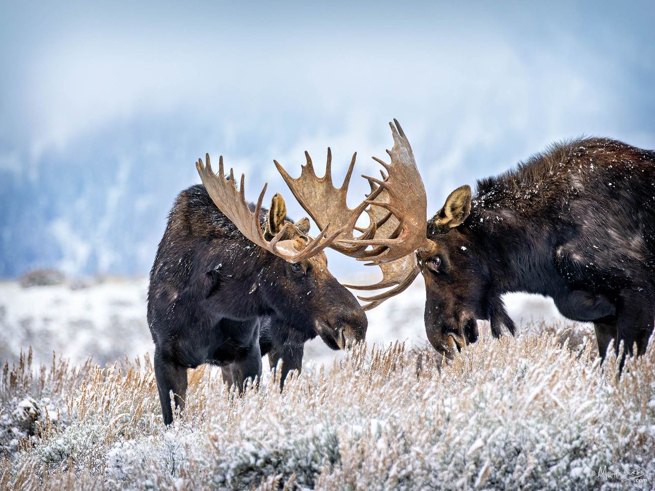 2024 Grand Teton Winter Wildlife & Landscape Photography Workshop