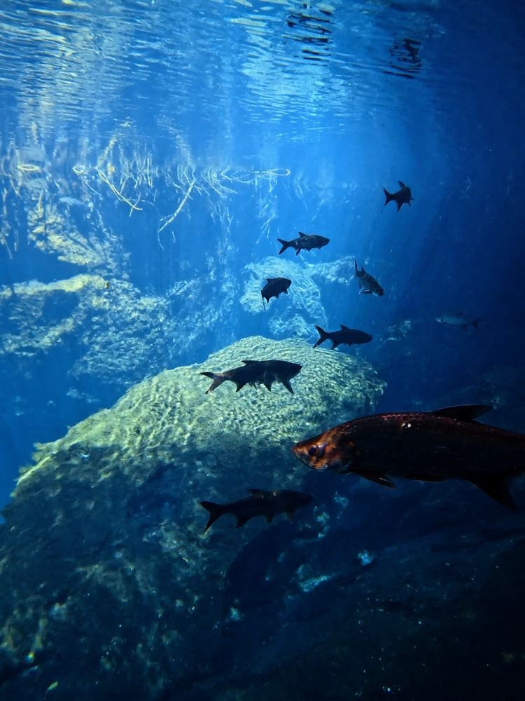 2 Dives in Casa Cenote