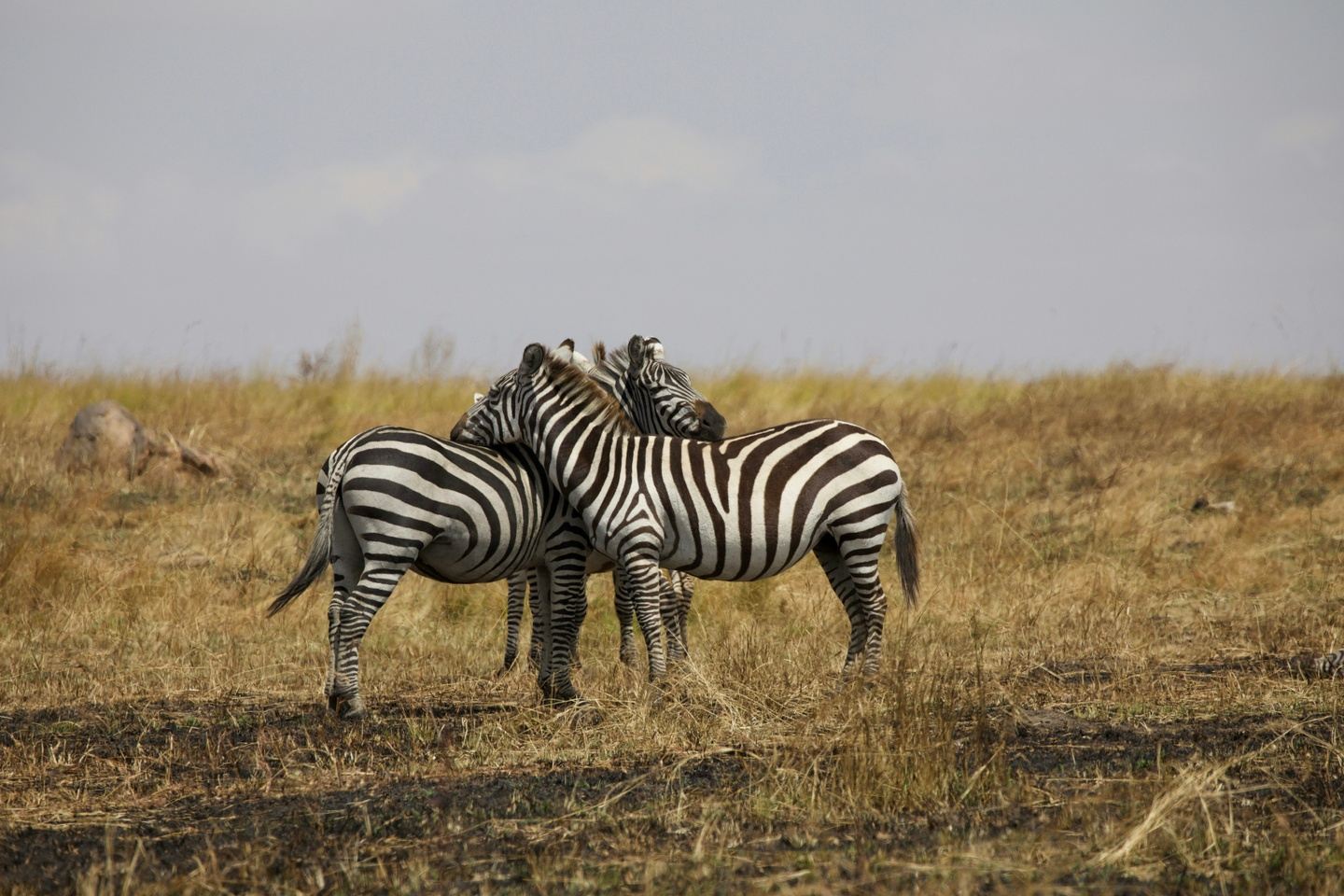 SAMPLE ITINERARY - Tanzania Safari Honeymoon