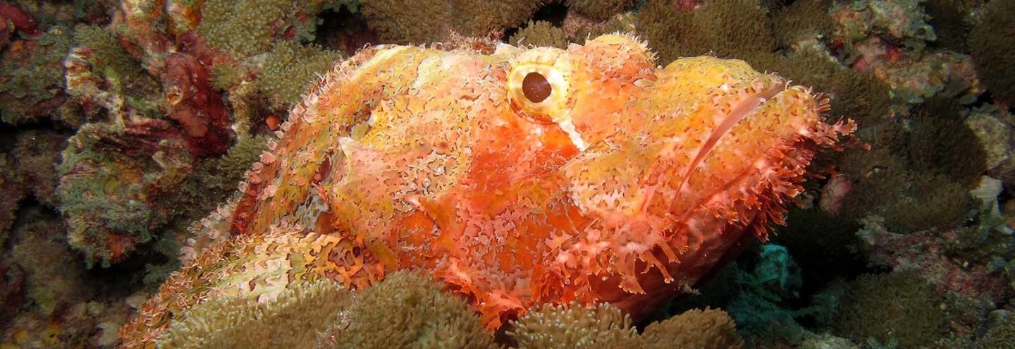 North Sulawesy Dive Escape - Group Edition